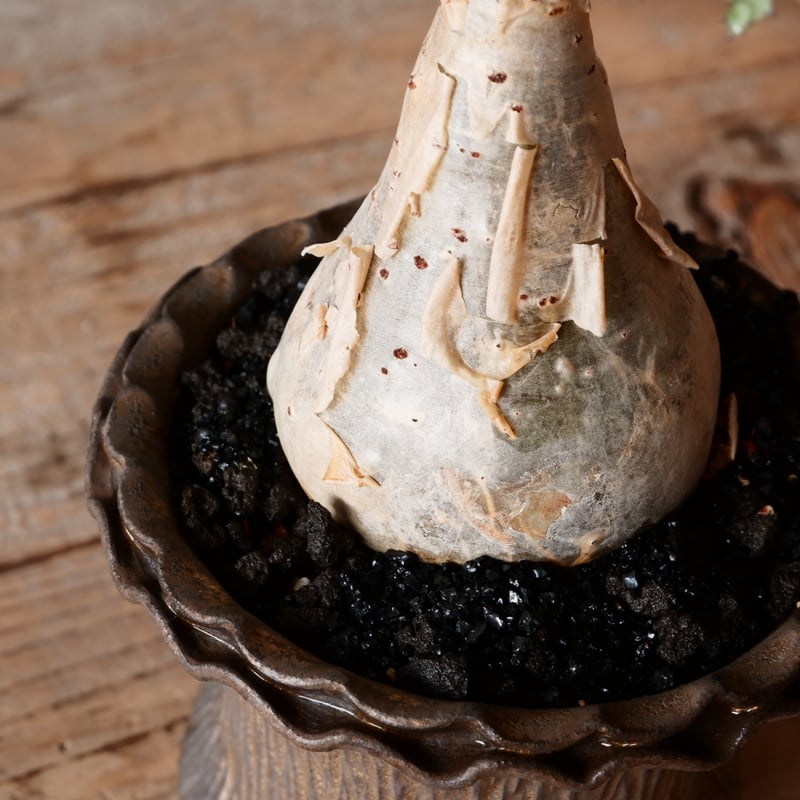 キフォステンマ ベティフォルメ ナローリーフ ソマリア産 輸入株［No