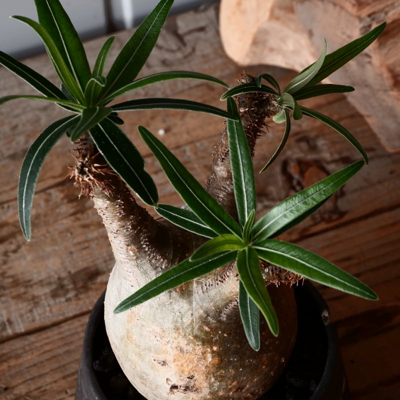 グラキリス現地球　根本峻吾鉢付き グラキリス現地球 根本峻吾鉢付き グラキリス φ8cm - 象牙宮 - ［No.31