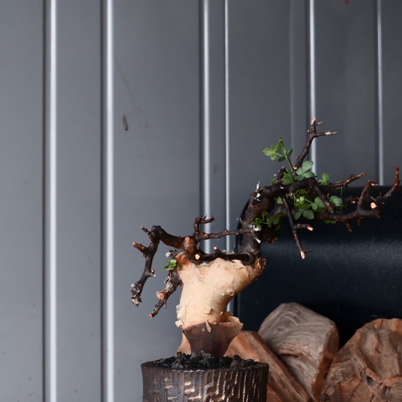 コミフォラ カタフ ピュア 輸入株 発根済［No.10］ × 沼野秀章 作品