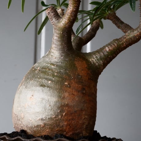 グラキリス φ8.5cm - 象牙宮 -［No.57］  × 磯部祐介 作「 鶏冠 - tosaka - "金剛 tall ver. " 」3号 植木鉢 笠間焼