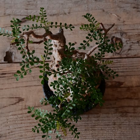 オペルクリカリア パキプス φ 9.5cm［No.6］  × 沖誠 作「Bark / upper spread」 3号 植木鉢 笠間焼
