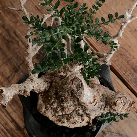 オペルクリカリア パキプス φ8cm ［No.5］  × 沖誠 作「 Spiral 」 シリンダー型 3号 植木鉢