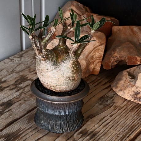 グラキリス φ8cm - 象牙宮 -［No.55］  × 磯部祐介 作「 匣 - kou - 」3号 植木鉢 笠間焼
