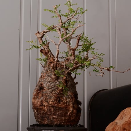 オペルクリカリア パキプス φ13cm［No.25］  × 磯部祐介 作品【 瓦 - kawara - "金剛"  】 5号 植木鉢 笠間焼