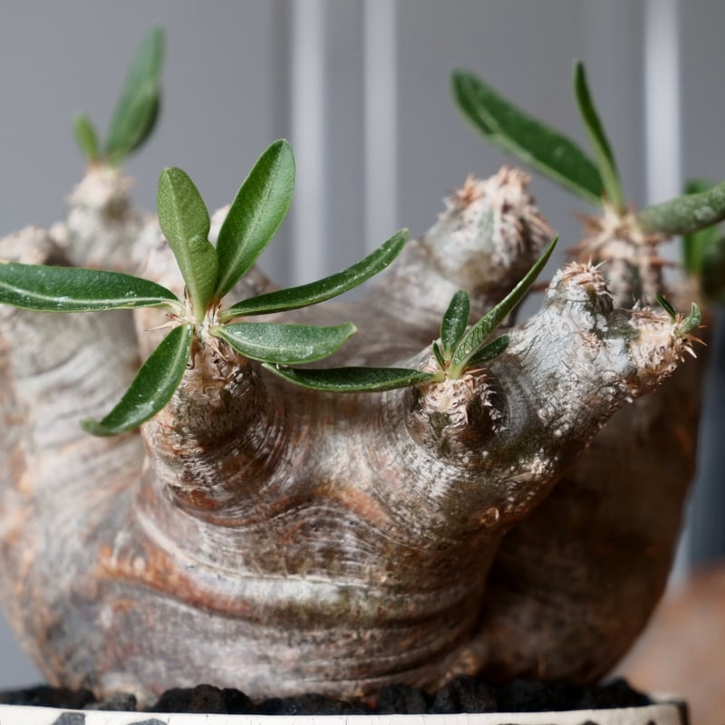 中株 パキポディウム ブレビカリックス 輸入株［No.20］ × 沼野秀章