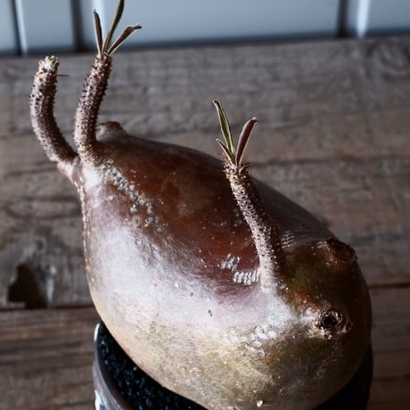 グラキリス φ12cm - 象牙宮-［No.01］× 根本峻吾 作 S.N POT type.round「 鐵-堕天黒- 」3.5号鉢 笠間焼