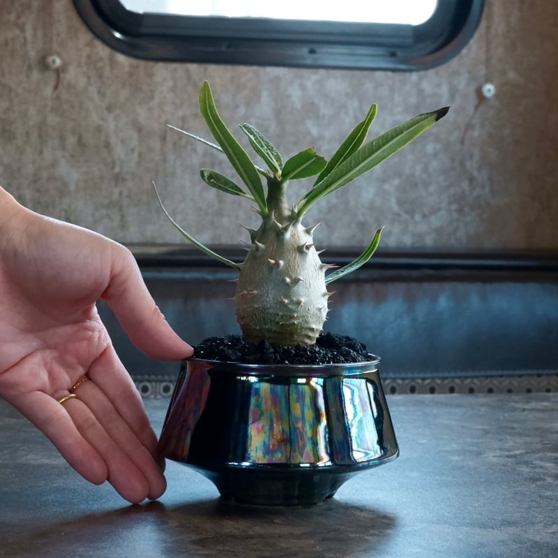 NEIGHBORHOOD　SRL　パキポディウム　カクチペス NEIGHBORHOOD SRL パキポディウム カクチペス