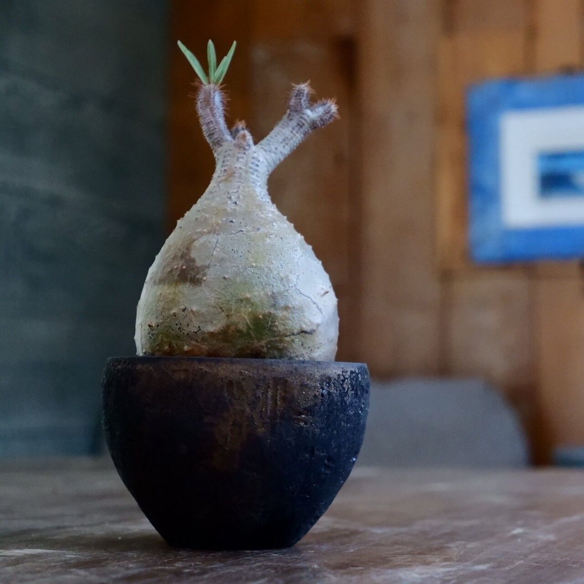 グラキリス　現地球　白肌　シルバー肌 2025年最新】パキポディウムグラキリス 現地球の人気アイテム - メルカリ