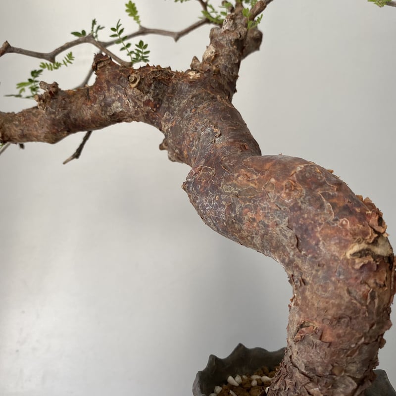 コミフォラ モンストローサ 発根済 現地株 MO-01 × S.N.Pot - crown -