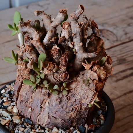 ケラリア ピグマエア［No.13］  ×與那嶺大輔 作 「琉球飛鉋」3号 植木鉢
