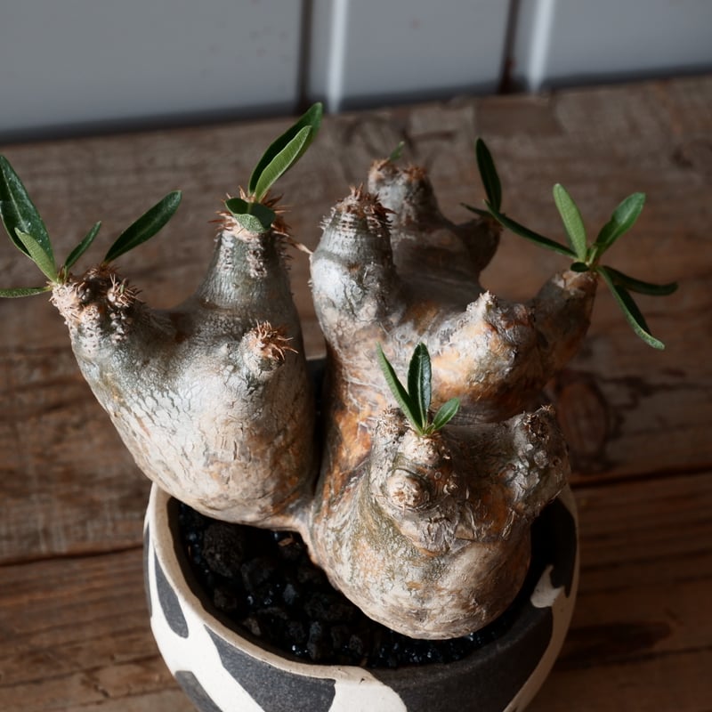 中株 パキポディウム ブレビカリックス 輸入株［No.20］ × 沼野秀章