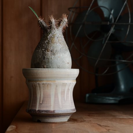 CATEGORY 杉山悠 作 植木鉢 | Botanical Holic