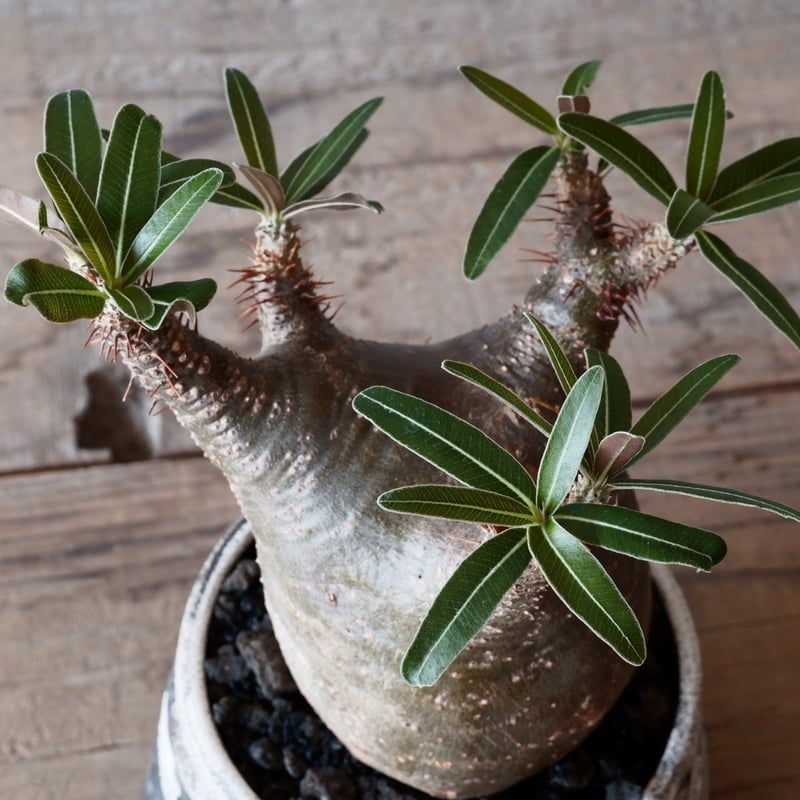 グラキリス　現地球　根本峻吾⁡鉢付き　美株　発根済み　長期管理株　大株 グラキリス φ8cm - 象牙宮- ［No.04］× 根本峻吾 作 S.N POT