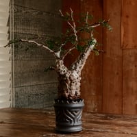 オペルクリカリア パキプス φ7.5cm［No.16］  ×   根本峻吾 作 S.N POT type.slim「 鐡 - 黒焔 - 」 3号 植木鉢