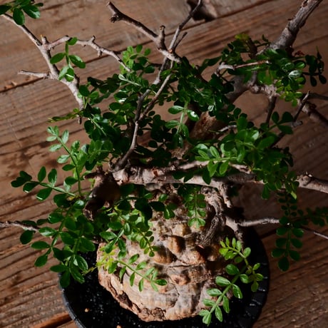 オペルクリカリア パキプス φ9cm［No.27］  × 沖誠 作品【 Bark / upper spread 】3号 植木鉢 笠間焼