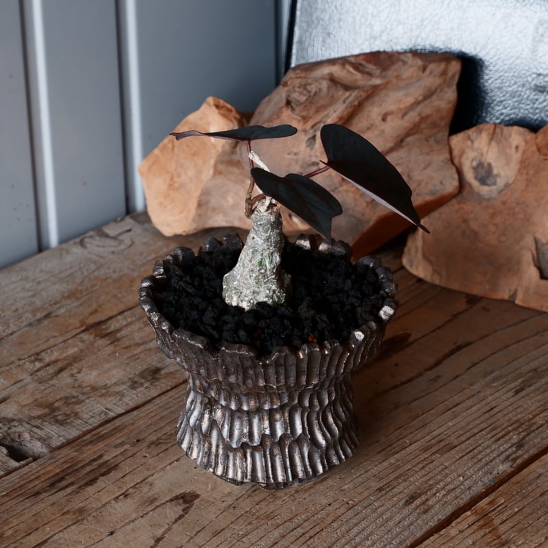 アデニア ステイローサ 輸入株［No.33］ × 松野然 作 【 ZEN 】 4号