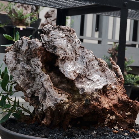 Old Olive 古木オリーブ［No.01］× 根本峻吾 作品【 S.N POT type.slim - low「 迅雷 」φ25cm 】植木鉢  笠間焼