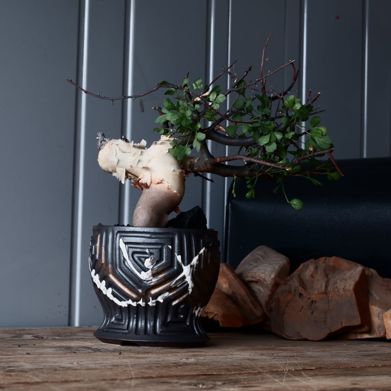 コミフォラ カタフ ピュア ソマリア 小野瀬一dip pot植え込み コミフォラ カタフ ピュア ソマリア 小野瀬一dip pot植え込み