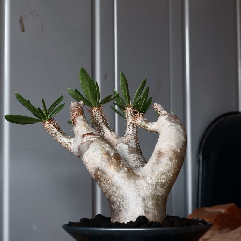 パキポディウム ブレビカリックス 輸入株［No.21］ × 坂本新 作