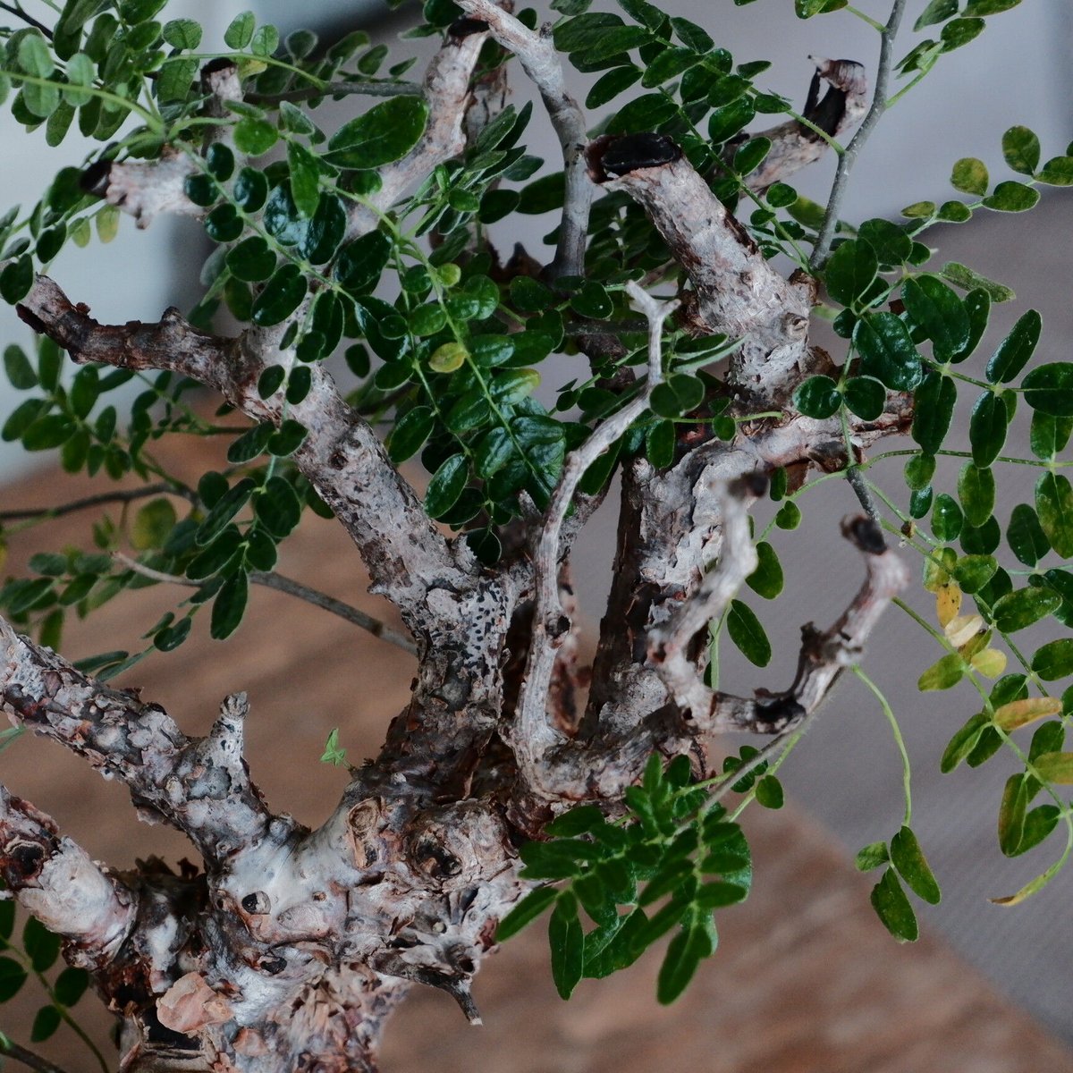 コミフォラ モンストローサ［No.39］ × 根本峻吾 作 S.N POT