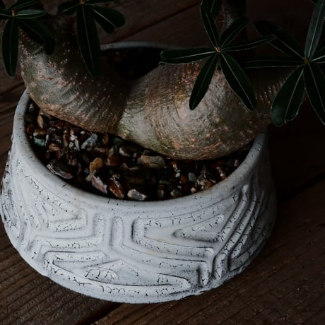 二頭 グラキリス φ14cm  - 象牙宮- ［No.40］  ×   根本峻吾 作 S.N POT type.cylinder - low「 月光ノ鐵」5号 植木鉢 笠間焼