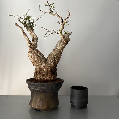 発根済 オペルクリカリア パキプス P-11  × 小野瀬 一 作品「the first plants wear」 7号 植木鉢