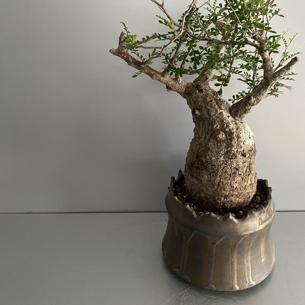 S*y様 パキプス S*y様 パキプス