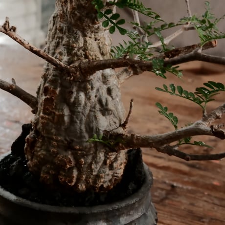 オペルクリカリア パキプス φ6.5cm［No.4］  ×   小野瀬一 作品  3号 植木鉢