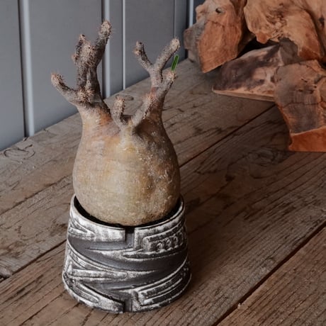 グラキリス φ10cm  - 象牙宮- ［No.81］  ×   根本峻吾 作 S.N POT type.cylinder「 月光ノ雷電」3.5号 植木鉢 笠間焼