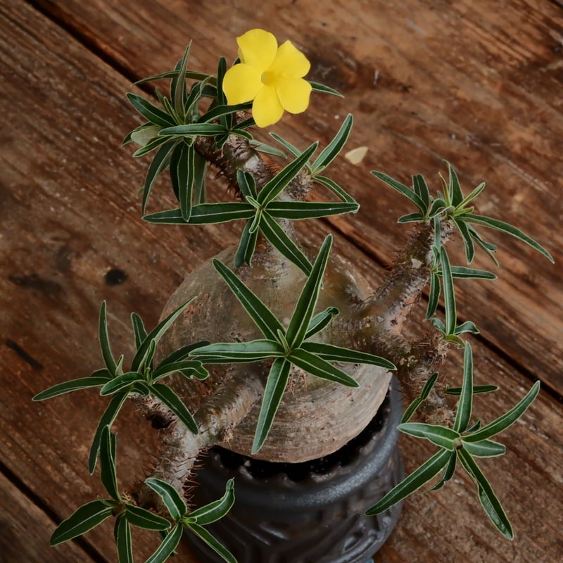 グラキリス - 象牙宮- ［No.170］ × 根本峻吾 作 S.N POT type.