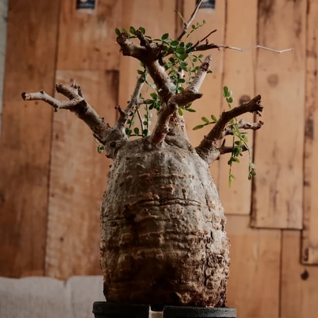 オペルクリカリア パキプス φ8.5cm［No.8］  ×   根本峻吾 作 S.N POT 「 雷電 - raiden - 」3号 植木鉢
