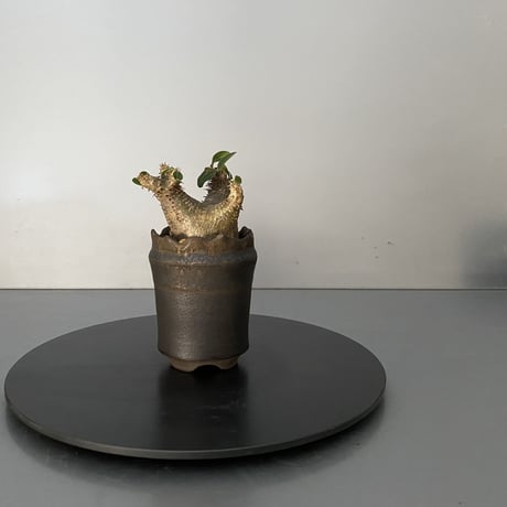 発根済 超チビ マカイエンセ 魔界玉 現地株 BG-137 × S.N.Pot - crown - 2号鉢 ［作家  "根本峻吾"］