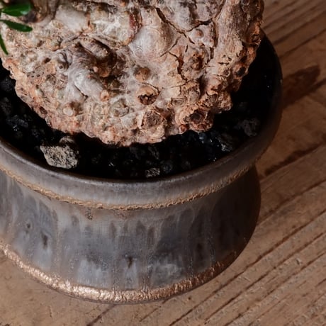 オペルクリカリア パキプス φ10cm［No.25］  × 杉山悠 作 φ12cm 植木鉢 笠間焼