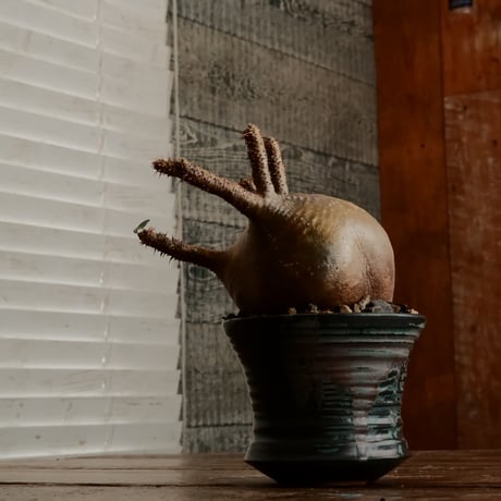 グラキリス M - 象牙宮 -［ No.183］  ×  森田昌求 作 「 CLAW / BORDER 」4号 植木鉢 笠間焼