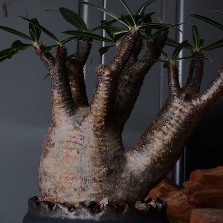 二頭 グラキリス φ12cm  - 象牙宮- ［No.37］  ×   根本峻吾 作 S.N POT type.cylinder「 鐡 - 黒焔 - 」4号 植木鉢 笠間焼