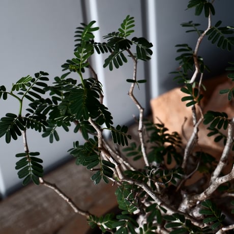 センナ メリディオナリス 輸入株［No.39］  × 松野 然 作 「ZEN」5.5号 植木鉢