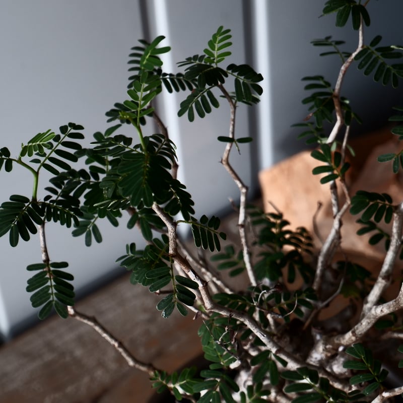 センナ メリディオナリス 輸入株［No.39］ × 松野 然 作 「ZEN」5.5号