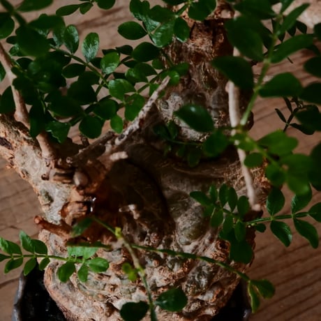 オペルクリカリア パキプス φ 7.5cm［No.35］  ×   根本峻吾 作 S.N POT type.slim「 鐡 - 黒焔 -」 3号 植木鉢