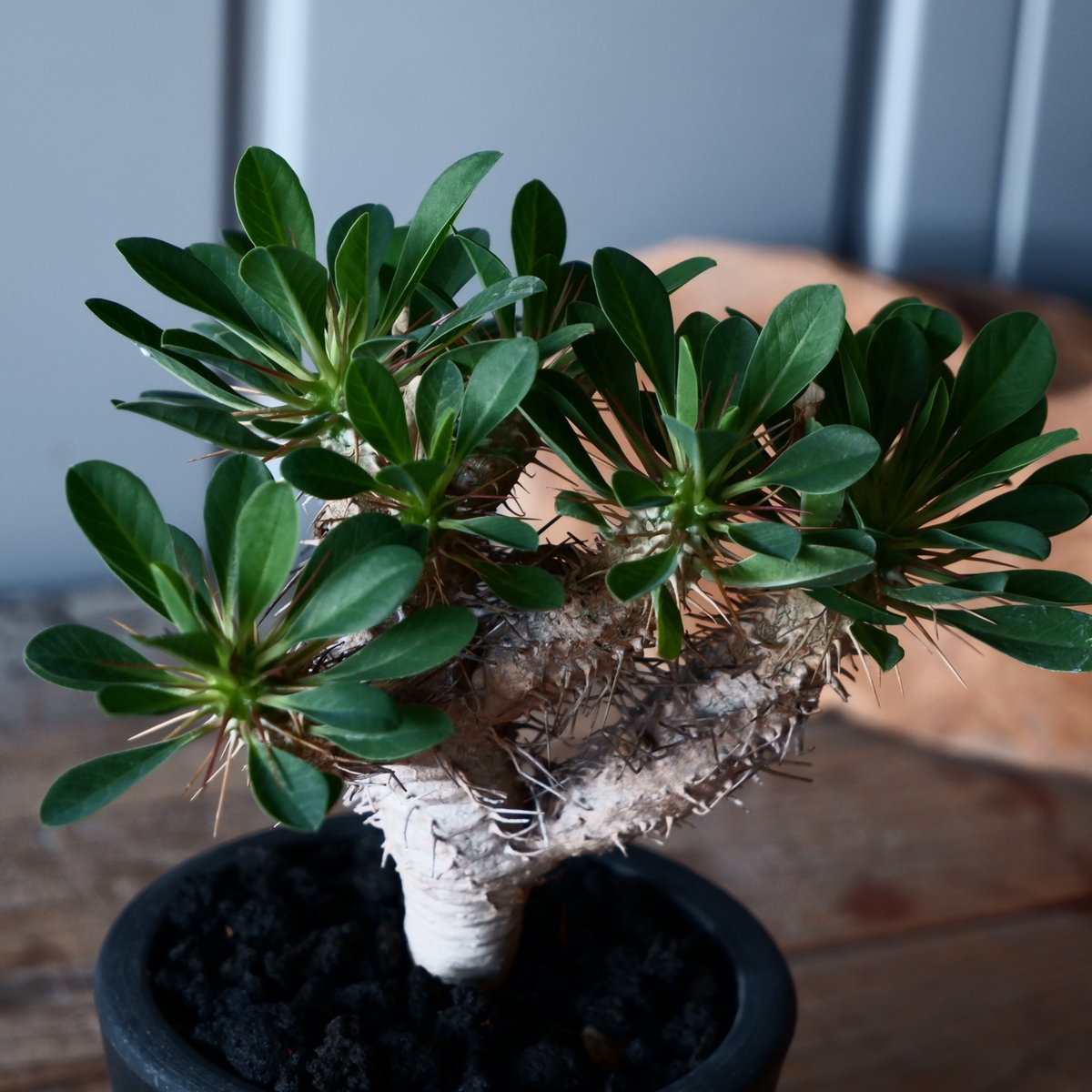 特大ユーフォルビア　ギラウミニアナ ユーフォルビア ギラウミニアナ 輸入株［No.42］ 3.5号鉢