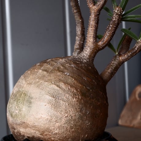 グラキリス φ9.5cm - 象牙宮-［No.47］× 坂本新 作 作品【 LUSTER BLACK 】3号 植木鉢 笠間焼