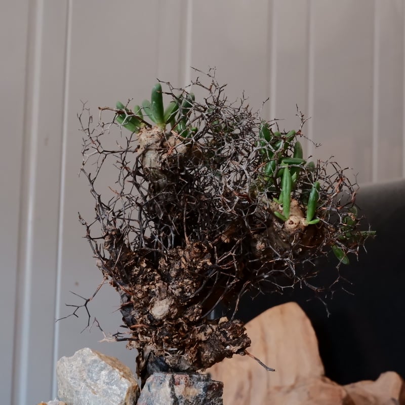 Ramat Planter #152 × チレコドン レティキュラーツス 万物想 万物想 チレコドン レティキュラーツス［No.02］ × 根本峻吾 作