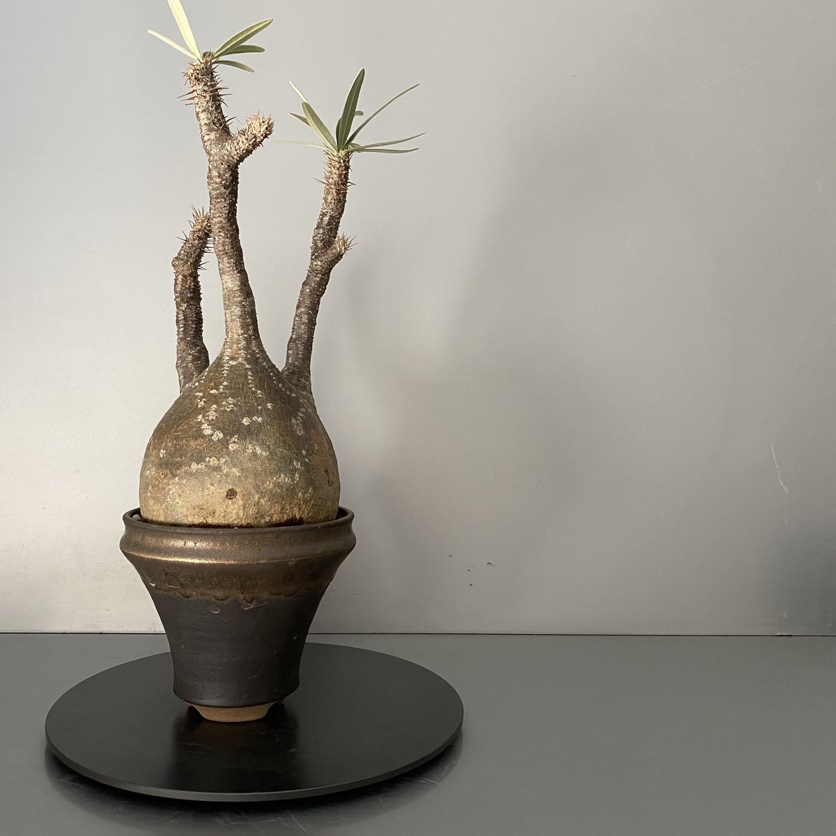 発根済 中ぶりグラキリス 現地株 BG-120 × S.N.Pot - horizon - 4