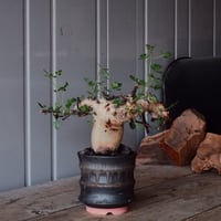 コミフォラ ストックシアナ No.24 × 