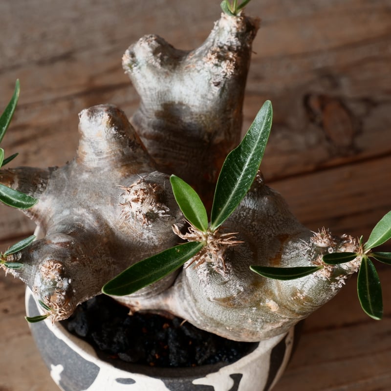 中株 パキポディウム ブレビカリックス 輸入株［No.20］ × 沼野秀章