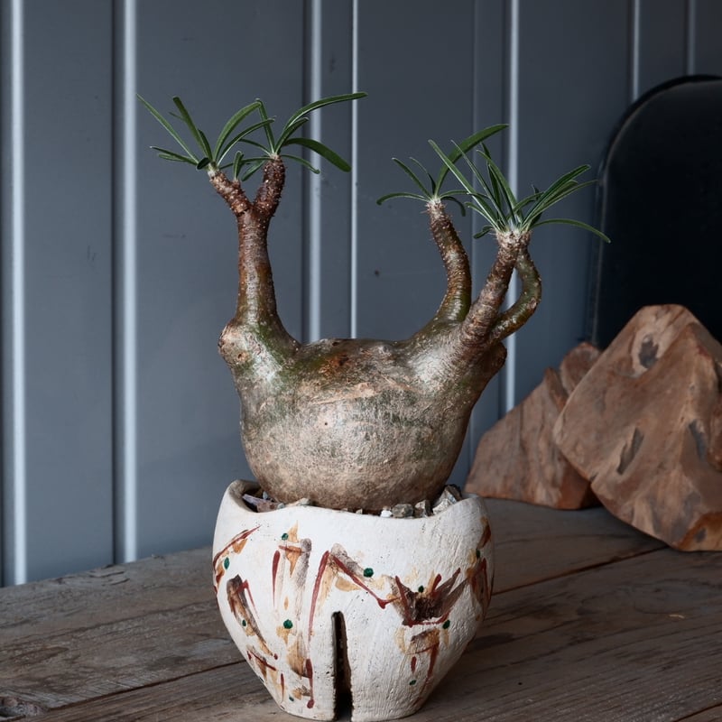 パキポディウム グラキリス現地球発根後1年経過（鉢 沼野秀章） 【公式