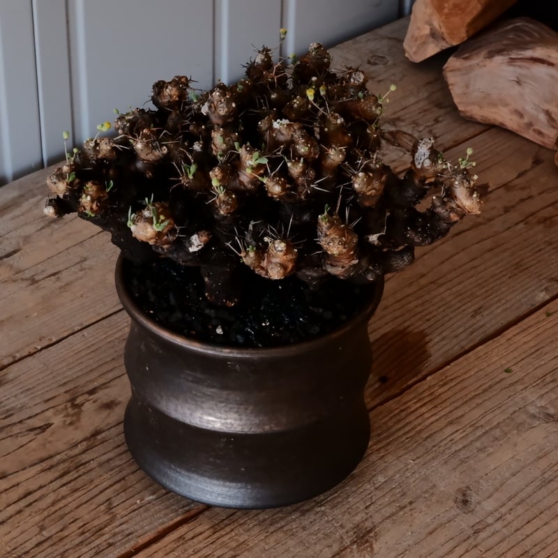 大株 】オトンナ ユーフォルビオイデス ［No.87］ × 松野然【 ZEN 】 5