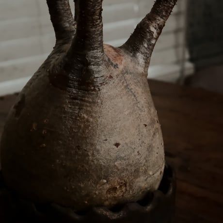 グラキリス φ9cm - 象牙宮 - ［No.65］  ×   根本峻吾 作 S.N POT type.round「 黒焔 -kokuen - 」3号 植木鉢 笠間焼