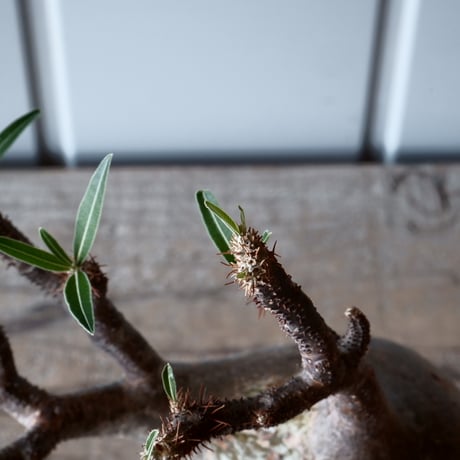 グラキリス φ9.5cm - 象牙宮-［No.26］× 森田昌求 作【 CLAW - BORDER - 】4号 植木鉢 笠間焼