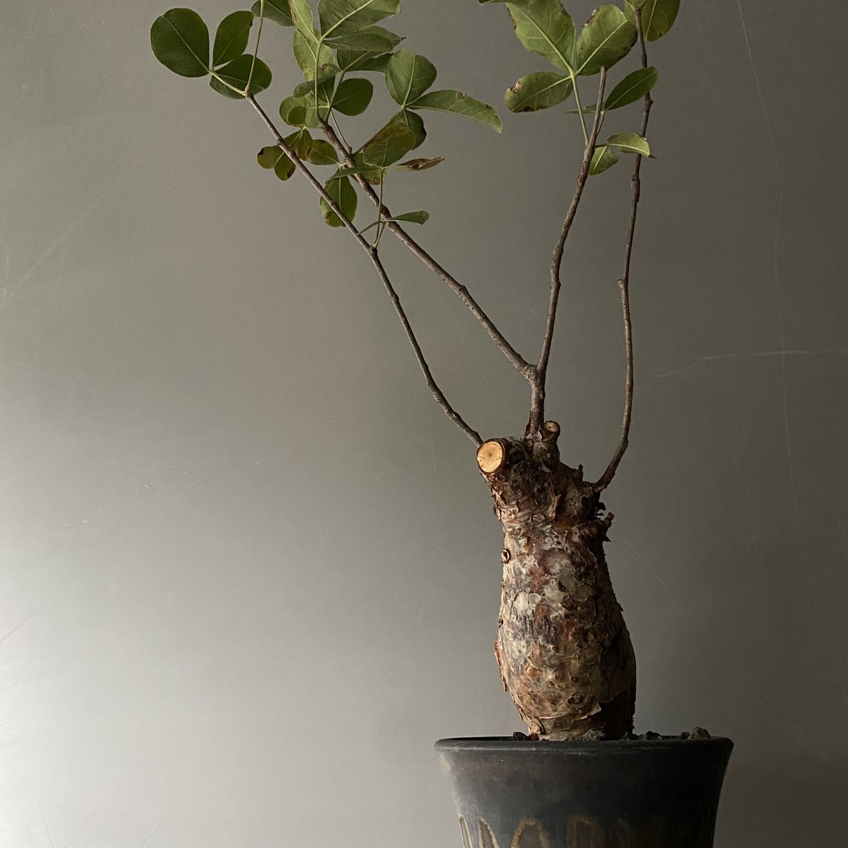 発根済 コミフォラ オルビクラリス SN-19 × S.N.Pot 