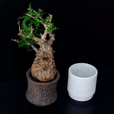 発根済 オペルクリカリア パキプス ［No.10］×  沼野秀章 作「 black wrap 」笠間焼 植木鉢